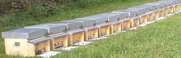 Holzbienenst
